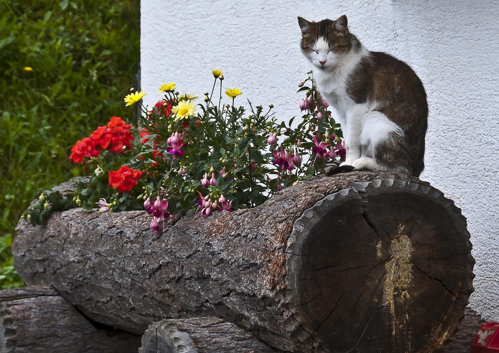 Schrunerhof Ebene Reichenau ห้อง รูปภาพ